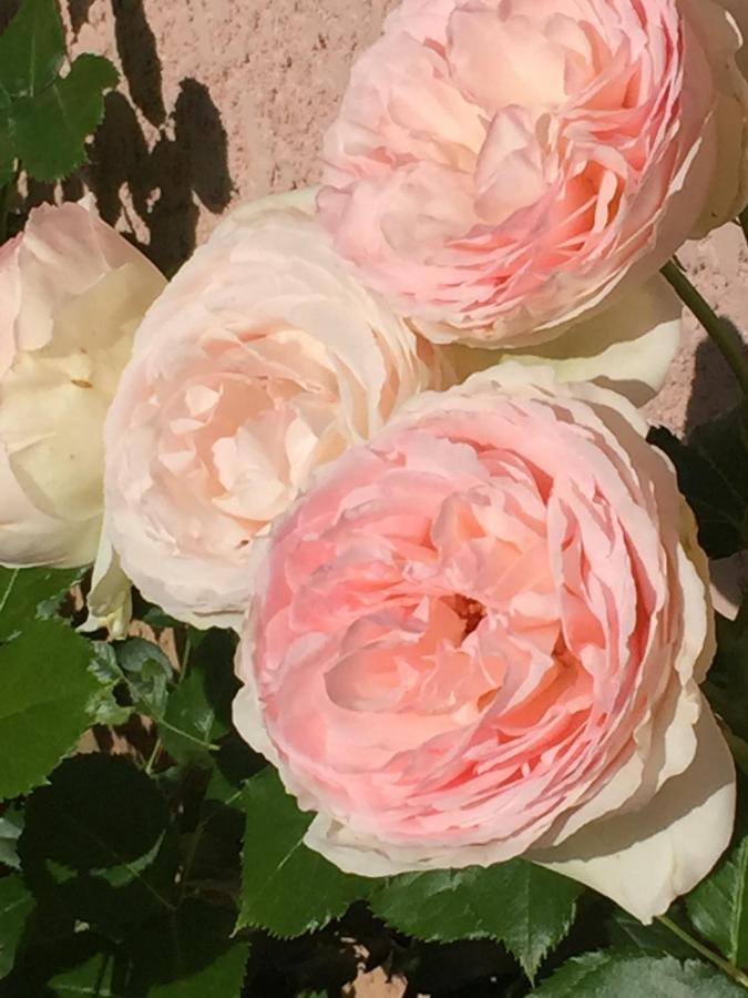 Rose Garden Mezzanine Bed and Breakfast Ζιβερνί Εξωτερικό φωτογραφία
