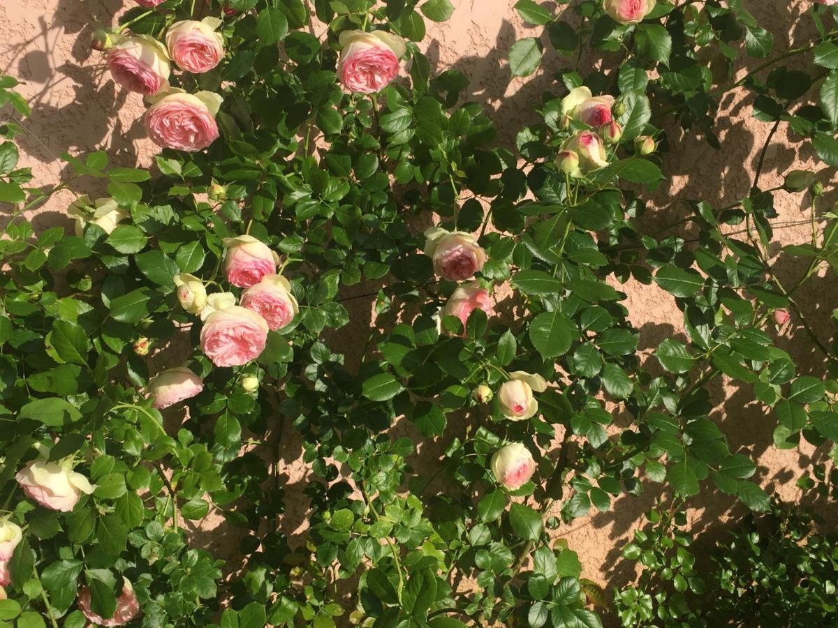 Rose Garden Mezzanine Bed and Breakfast Ζιβερνί Εξωτερικό φωτογραφία