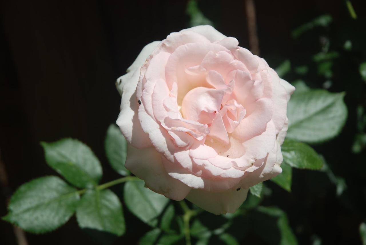 Rose Garden Mezzanine Bed and Breakfast Ζιβερνί Εξωτερικό φωτογραφία